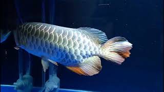 Arowana Fishes Videos