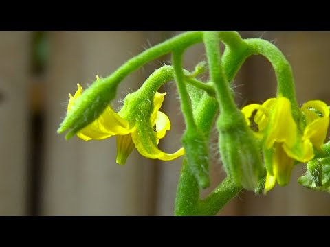 , title : 'Tomatoes Growing Season | Tomato Plant Care | Tomato Plant Diseases | Over Watered Tomato Plants'