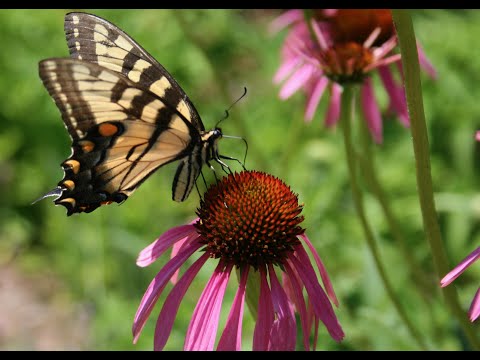 Pale Purple Coneflower 2022