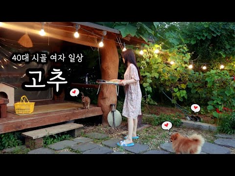 고추 따서 4가지 안주 만들고 우중 혼술ㅣ땡초장, 땡초얼갈이물김치, 고추튀김, 고추부추전으로 스트레스 날리기!!