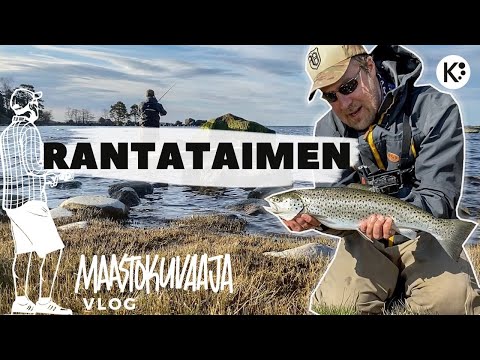 Meritaimenen rannalta kalastusta keväällä