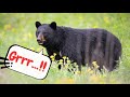 Black Bear Sounds Fun Facts For Kids