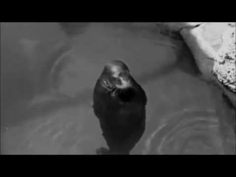 Video thumbnail for Dormiveglia