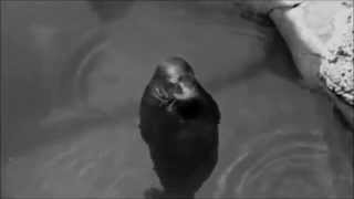 Alessandro Cortini - Risveglio