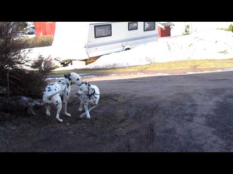 Dalmatiner parring Spotbornes Free Rider & Solbo´s Kayo