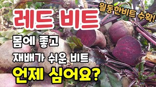레드비트 키우기 몸에 좋고 재배가 쉬운 비트 봄비트는 언제 심어요? 비트심는시기 비트병해충방제 비트효능
