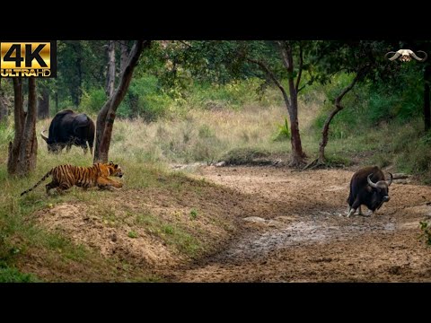 Who is the hunter ! Real Video | Gaur vs Tiger Fighting Video With Hindi Documentry