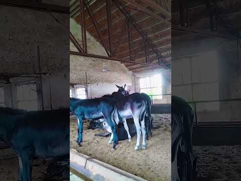 A Farmer’s Guide to Donkey Care, Training, and Daily Life