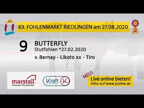 9 BUTTERFLY - SF v. Bernay - Likoto xx - Fohlenauktion Riedlingen 2020