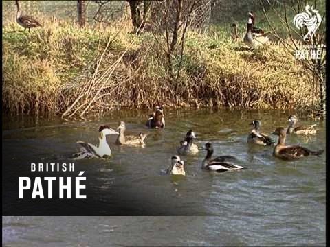 Wild Life Park (1965)