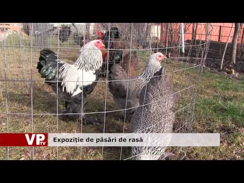 Expoziție de păsări de rasă