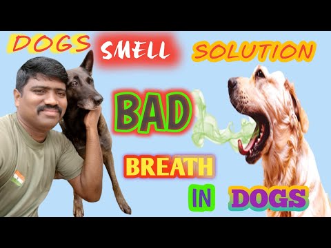 How To Kill Dog Smell In Your Home || Dog Mouth Smell Remedy #petsworldtamil #doglovers #dog #puppy