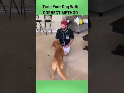 Train Your Dog Politely And With Correct Method | Dog Training Tips | Cute Dogs | Pets #shorts