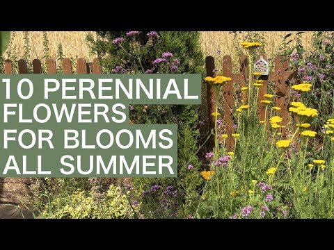 10 Perennial Flowers That Bloom ALL Summer - Cottage Garden