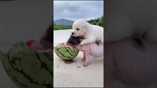 【激かわ注意】本当にどんだけ可愛いねんｗｗｗ