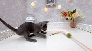 ロシアンブルーの動画01