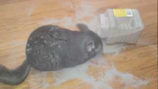Chinchilla and not a care in the World.