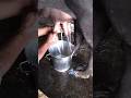 Milk In Time Buffalo Murra Bhains Milk Dairyfarm Murrahbuffalodairyfarm Murrachoti Dudh Shorts