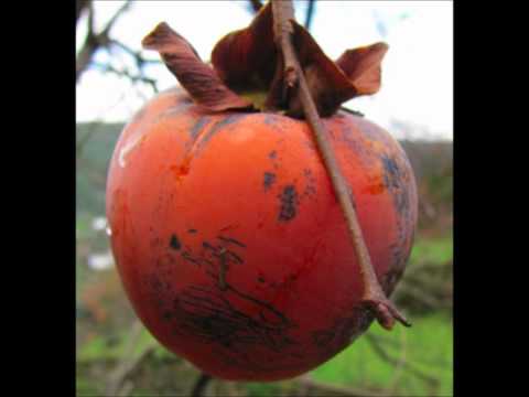Grape Digging Sharon Fruits - Peppermint John