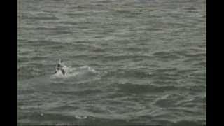 The Residents - Life Would Be Wonderful