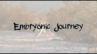 Embryonic Journey