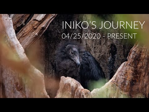 Surviving Against All Odds- Condor Iniko's Journey