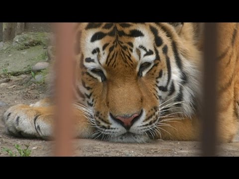 Алматинский зоопарк ждёт глобальная реко