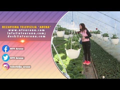 Uzgoj cvijeća kao porodični biznis