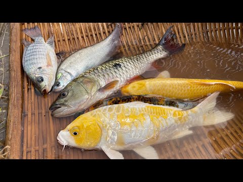 Woow!! Unexpected amazing results today Found Japan KOI, Tilapia, GoldFish, Chitala Fish.