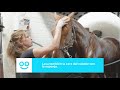 Video: CHAMPU LIMPIEZA PROFUNDA CABALLOS  500 ML. GROOMFY