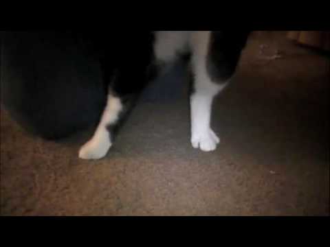 Michael Jackson Thriller Cat