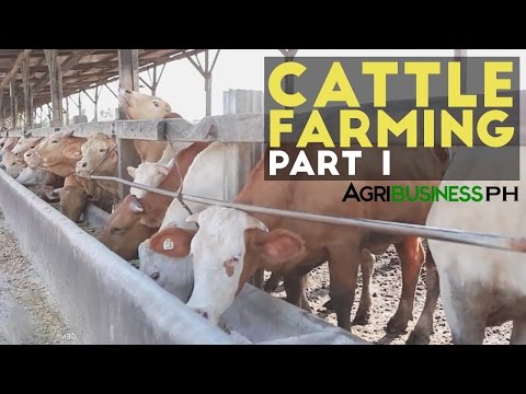 , title : 'Cattle Farming Part 1 : Cattle Farming in the Philippines | Agribusiness Philippines'