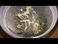 Grindal Worms Culture on Moss