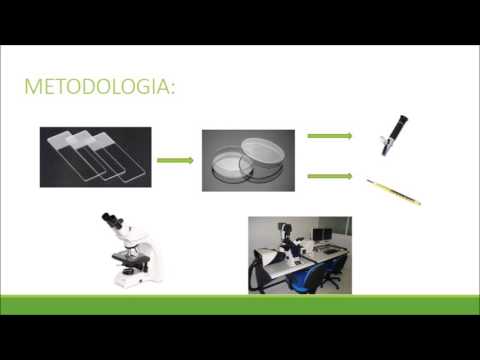 FELIPE BRAUN (26º SIC UFSC)