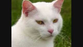 Mighty White Cat - 'Peace in Ukraine' dub