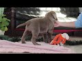 Labrador Retriever dogs for sale: Rudulf - Video 1