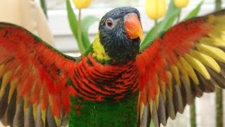 Discover the Parrot World!