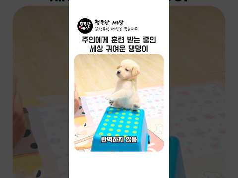 주인에게 훈련 받는 세상에서 제일 귀여운 아기 댕댕이