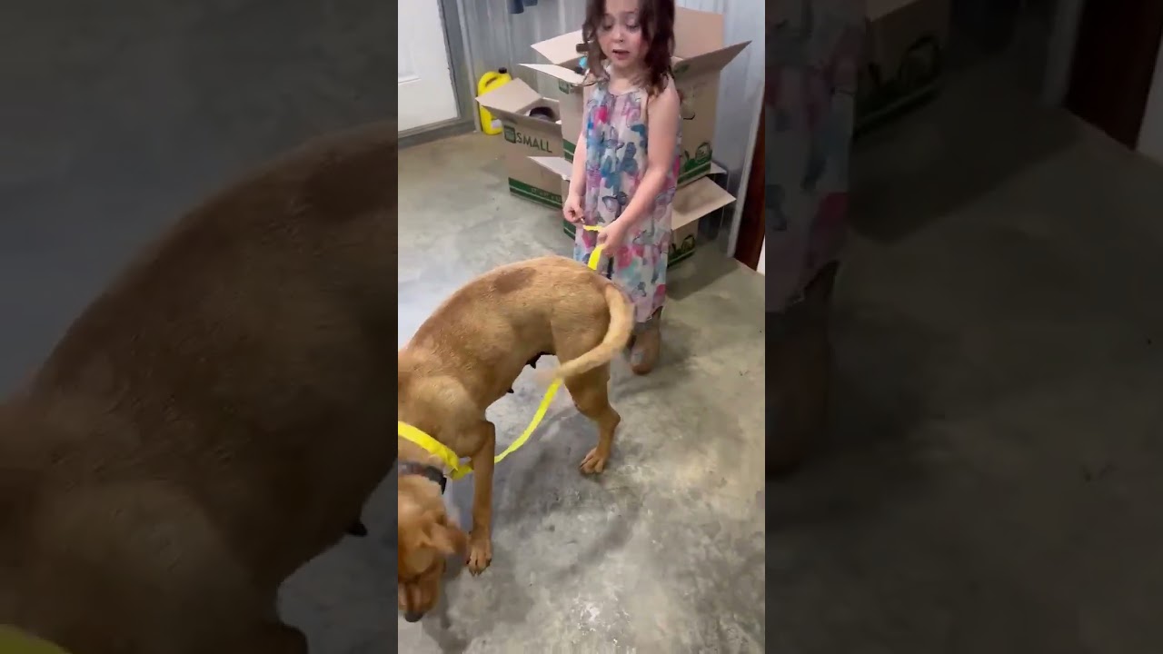 Enlarge Banana Split, a Adoptable Labrador Retriever in Parrish, AL video 4/4