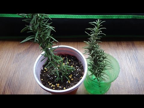 download lagu mp3 mp4 Growing Rosemary From Cuttings, download lagu Growing Rosemary From Cuttings gratis, unduh video klip Growing Rosemary From Cuttings