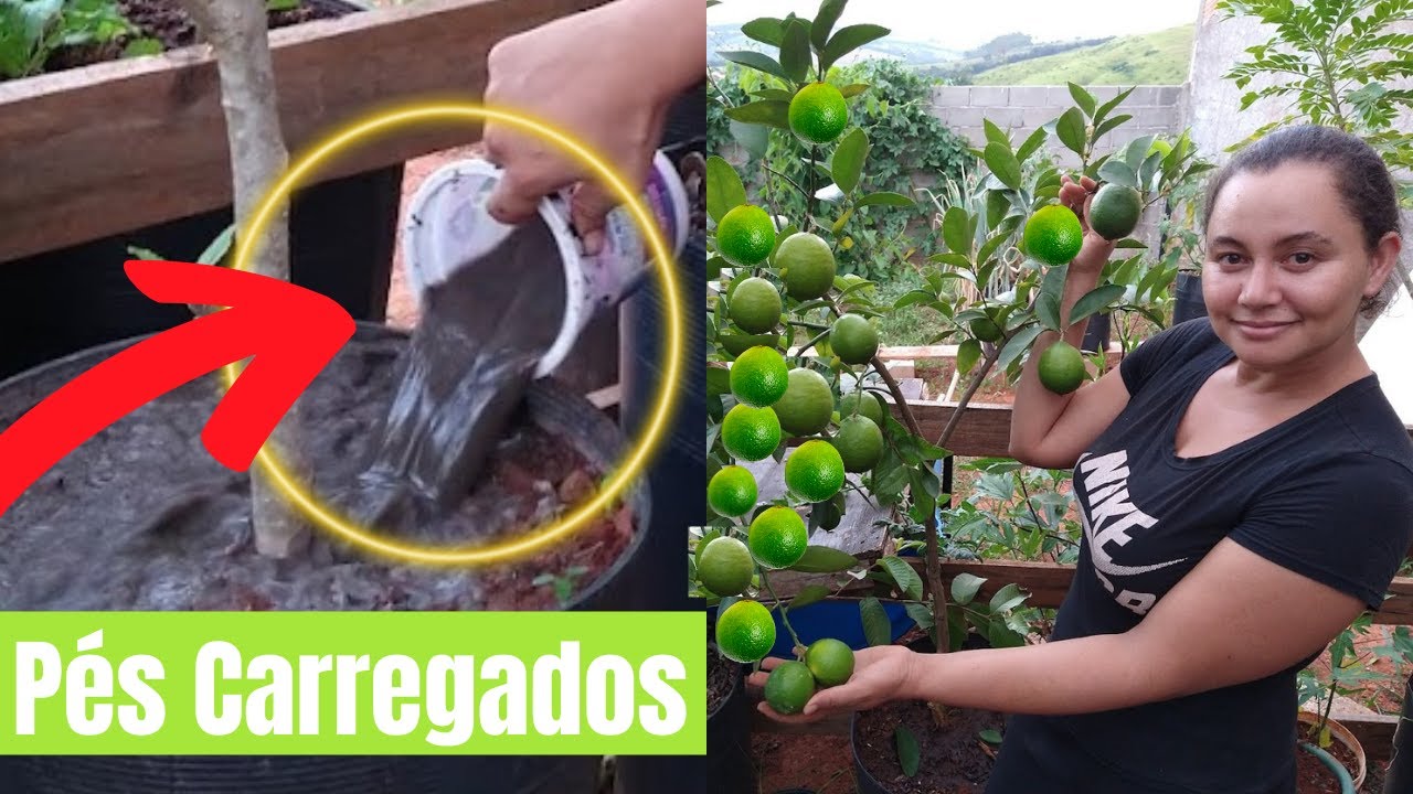 Watch Now ESSE ADUBO FAZ CARREGAR DE FRUTOS, MUITO FÁCIL DE FAZER!! ESSE ADUBO FAZ CARREGAR DE FRUTOS, MUITO FÁCIL DE FAZER!!