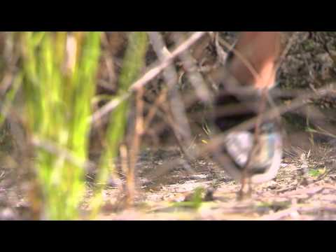 Introducing Kian Egan - I'm A Celebrity Get Me Out Of Here