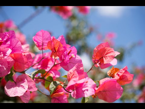 Les plantes méditerranéennes