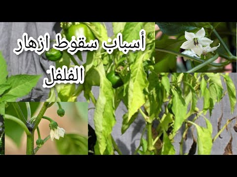 , title : 'أسباب تساقط ازهار الفلفل |اهم 3اسباب تعرف عليها !'