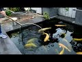 Modern Koi Blog #886 - Oli Roggisch' Mega-Karashiauktion Modern Koi Blog #886 - Oli Roggisch' Mega-Karashiauktion