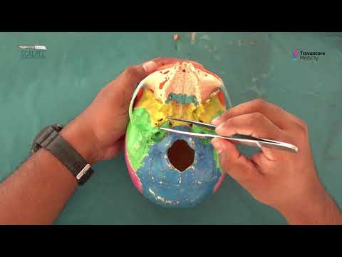 Skull Part-2 Norma Basalis