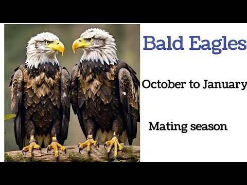 Mating Season Of Different Bird's l Love Is In the Air l Bird's Information l