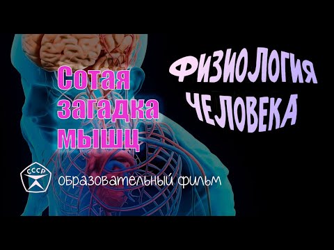 Сотая загадка мышц