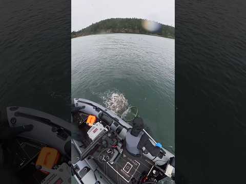 Lucky scoop of herring! #fishing #herring #sardines #fishinglife #vancouverisland