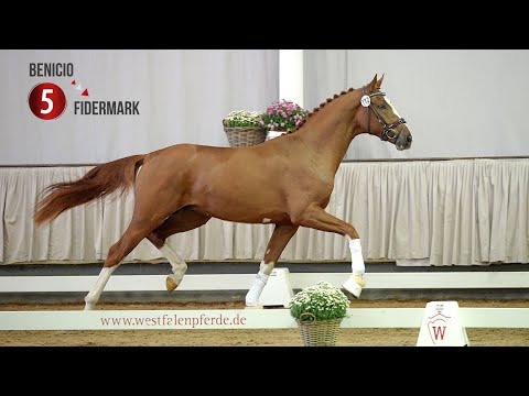 Westf. Hauptkörung Reitpferdehengste 2020: 05 Benicio - Fidermark - Weltmeyer